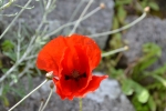 201504-Nisiros-0021.JPG